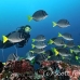 surgeonfish_razor_gor_h_0023_ecu1530.jpg
